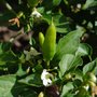 Green chili peppers (Capsicum frutescens (Chilli))