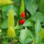 Red chili peppers (Capsicum frutescens (Chilli))
