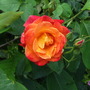 Dscf8094