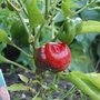 Red capsicum (Capsicum)
