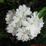 White Verbena (Verbena)