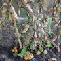 Tomatoes in trouble?
