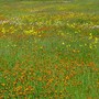Wildflowers2