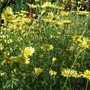 Anthemis 'E.C.Buxton' (Anthemis tinctoria 'E.C.Buxton')