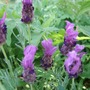 Lavandula stoechas in the top border (Lavandula stoechas (French lavender))