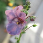 Chinese_sunflower