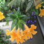Monkey_flower