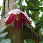 Clematis cirrhosa