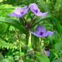 Spiderwort (Tradescantia virginiana (Spiderwort))