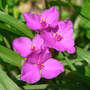 Pink Spiderwort (Tradescantia virginiana (Spiderwort))