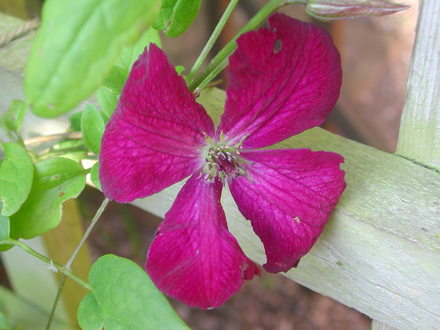 Clematis viticella 'Royal Velours' (Clematis viticella)