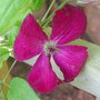 Clematis viticella