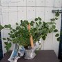 Mystery plant