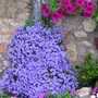 This campanula just "happened" and is a joy each May