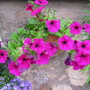A garden flower photo