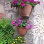 A garden flower photo