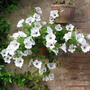 A garden flower photo