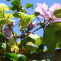 Clematis