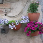 A garden flower photo