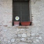 A garden flower photo