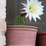 A garden flower photo