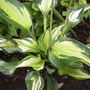 Hosta "Whirlwind"