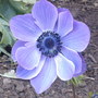 anemone (Anemone coronaria (de caen))