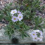 androsace (androsace lanuginosa)