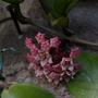 A garden flower photo