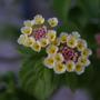 A garden flower photo