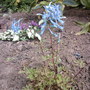 corydalis (corydalis china blue)