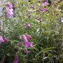 penstemon (penstemon mexicale sunset ruby)