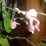 Christina_blossoms