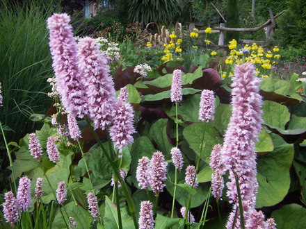 Persicaria bistorta (Polygonum bistorta)