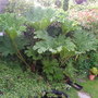 its 6-7ft now you can sit under it
