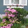 rhododendron (rhododendron)