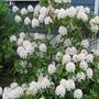 rhododendron (rhododendron)