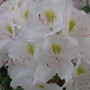 rhododendron close up (rhododendron)