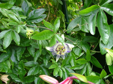 A garden flower photo