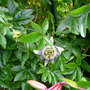 A garden flower photo