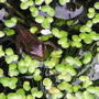 A baby frog - and he still has his tail