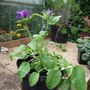 Pot for Grenville (Campanula glomerata superba)