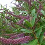 Dark mauve Hebe (Hebe)