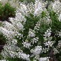 Hebe pinguifolia (Hebe pinguifolia)