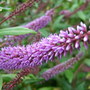 Dark mauve Hebe flower. (Hebe)