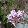 Pink Campanula (Campanula)