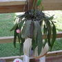 Orchid cactus?
