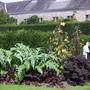 Veg garden