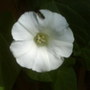 A flower on the mystery plant