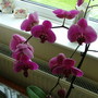 orchid